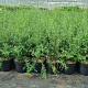 Cytisus scoparius 40-60 cm 7,5L