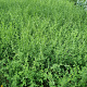 Cytisus scoparius 40-60 cm 7,5L
