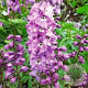 Delphinium 'M F Deep R. White Bee' GM P9