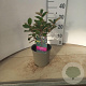 Elaeagnus ebb. 'Compacta' 40-50 cm 2,0L