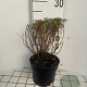 Gaura l. 'Whirling Butterflies' GM 2,0L