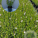 Gaura l. 'Whirling Butterflies' GM 2,0L