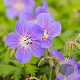 Geranium himalayense Kaya GM P9