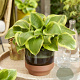 Hosta 'Queen Josephine' GM P9