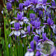 Iris sib. 'Flight of Butterflies' GM P9
