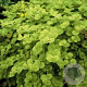 Lysimachia numm. 'Aurea' GM P9