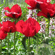 Papaver bracteatum GM P9