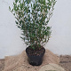 Phillyrea angustifolia 40-60 cm 5,0L