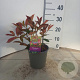 Photinia fraseri 'Red Robin' 15-20 cm 2,0L