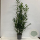 Prunus l. 'Caucasica' 150-175 cm 20L
