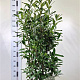 Prunus l. 'Caucasica' 150-175 cm 20L