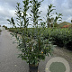 Prunus l. 'Caucasica' 150-175 cm 20L