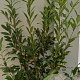 Prunus l. 'Caucasica' 150-175 cm 20L