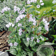 Pulmonaria Opal GM P9
