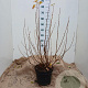 Ribes sang. 'King Edward VII' 80-100 cm 7,5L