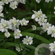 Saxifraga granulata 'Plena' GM P9