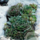 Sempervivum 'Feldmaier' GM P9