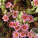 Sempervivum 'Silberkarneol' GM P9