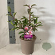 Viburnum bodn. 'Dawn' 30-40 cm 2,0L