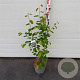 Amelanchier lamarckii 80-100 cm 7,5L