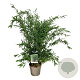 Fargesia nitida 'Gansu 95/2' 80-100 cm 6L