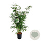 Fargesia robusta 'Pingwu' 100-125 cm 6L