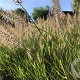 Pennisetum al. 'Hameln' GM P9