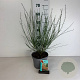 Cytisus 'Lena' 30-40 cm 3,5L