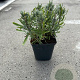 Lavandula ang. 'Hidcote' GM P9