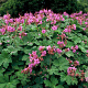 Geranium macrorrhizum GM P9