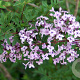 Syringa laciniata 80-100 cm 20L