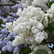 Syringa v. 'Alba' 125-150 cm cont. 90L