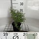 Nepeta faassenii 'Grol' GM C1.3