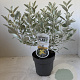 Brachyglottis 'Sunshine' 25-30 cm 2,0L