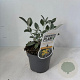 Brachyglottis 'Sunshine' 25-30 cm 2,0L