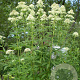 Eupatorium mac. 'Album' GM P9