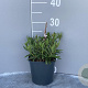 Gaura l. 'Snowstorm' GM 2,0L