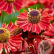 Helenium 'Siesta' GM P9