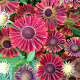 Helenium 'Siesta' GM P9