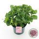 Hydrangea macrophylla 30-40 cm 5,0L rose