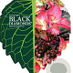 Hydrangea m. Black Diamonds Mix 30-40 cm 5,0L