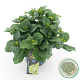 Hydrangea m. Ice Girl 25-30 cm 3,5L