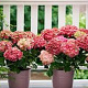 Hydrangea m. Magical Greenfire 30-40 cm 5,0L paars