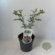 Indigofera heterantha 20-30 cm 2,0L