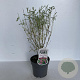 Indigofera heterantha 20-30 cm 2,0L