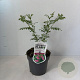 Indigofera heterantha 30-40 cm 2,0L