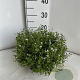 Isotoma fluviatilis GM 2,0L