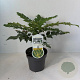 Mahonia media 'Charity' 30-40 cm 3,5L