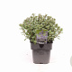 Nepeta 'Purssian Blue' GM 2,0L