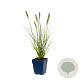 Pennisetum al. 'Hameln' GM  P11